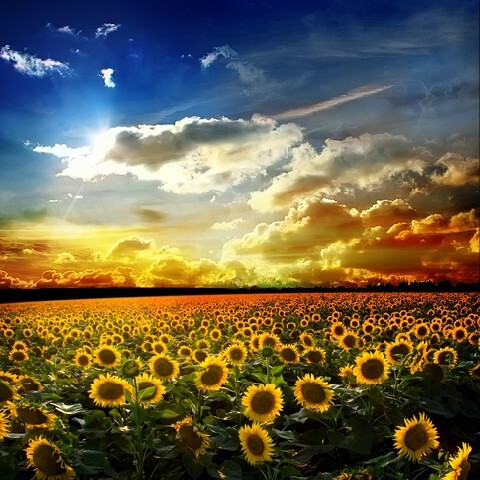 Beautiful sunset over a field of sunflowers